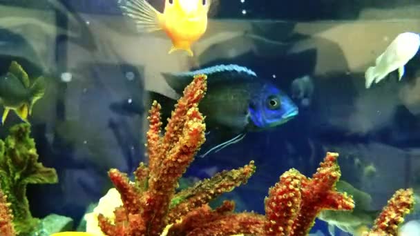 Prachtige Vissen Zwemmen Tussen Algen Rotsen Kleurrijke Onderwaterfoto Aquarium Een — Stockvideo