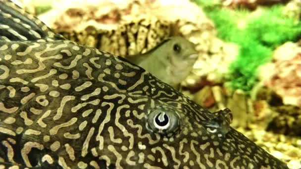 아름다운 물고기들 조류와 사이를 헤엄치고 수족관 클로즈업 — 비디오