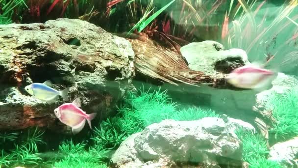 Красивые Рыбы Плавают Среди Водорослей Скал Красочные Подводные Кадры Аквариум — стоковое видео