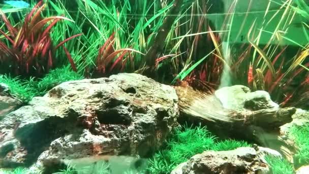 Красива Риба Плаває Серед Водоростей Скель Різнокольорові Підводні Камені Акваріум — стокове відео