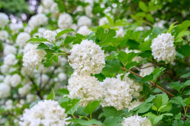 Çiçek açan bahar çiçekleri. Büyük, güzel, beyaz Viburnum opulus Roseum (Boule de Neige) topları. Beyaz Guelder Rose veya Viburnum opulus sterilis, Kartopu Bush, Avrupa Kartopu.