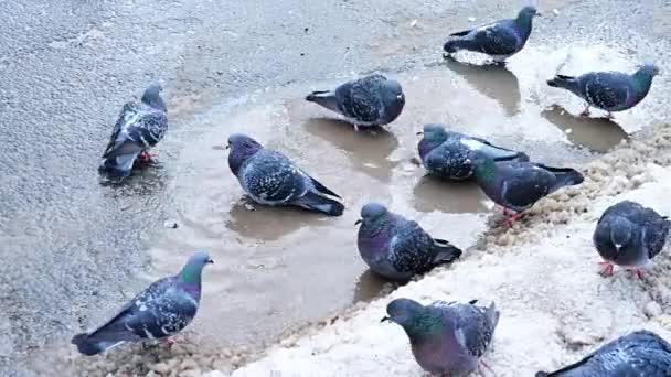 Le pigeon leader montre sa puissance et se bat pour l'eau. — Video