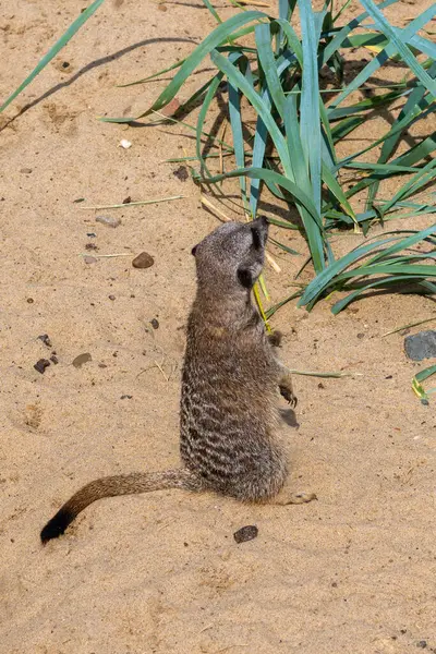 Üzgün bir mirket düşünceli bir şekilde kumların üzerinde oturuyor..