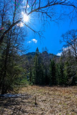 Baharda eşsiz bir manzarası, bitkisi ve çeşitliliği olan Güney Ural Ormanı.
