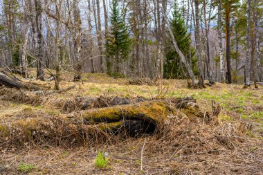 Baharda eşsiz bir manzarası, bitkisi ve çeşitliliği olan Güney Ural Ormanı.