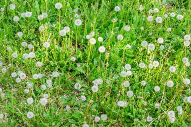 Güneşli bir bahar gününde taze çayır karahindibaları. Çiçekli karahindibalar. Bahar havası için mükemmel bir geçmiş. Kabarık tomurcuklu karahindiba çiçeği..