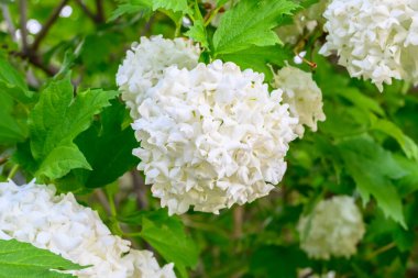 Çiçek açan bahar çiçekleri. Büyük, güzel, beyaz Viburnum opulus Roseum (Boule de Neige) topları. Beyaz Guelder Rose veya Viburnum opulus sterilis, Kartopu Bush, Avrupa Kartopu.
