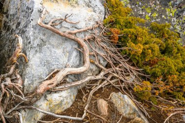 Güney Ural Kurnik, taşlar, kaldırım taşları, yosun ilkbaharda eşsiz bir manzara, bitki örtüsü ve çeşitliliği olan doğa..