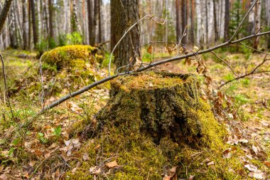 Baharda eşsiz bir manzara, bitki örtüsü ve çeşitliliği olan Güney Ural kütüğü.