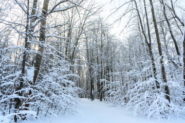Güneşli bir kış gününde, karla kaplı, güzel bir kış manzarasında yürüyüş yolu.
