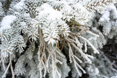 Gün batımında karla kaplı çam ağacı dalları ve kışın buz sisi..