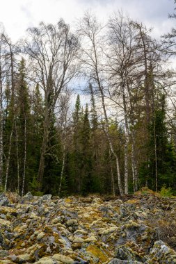 Güney Ural Kurnik, taşlar, kaldırım taşları, yosun ilkbaharda eşsiz bir manzara, bitki örtüsü ve çeşitliliği olan doğa..
