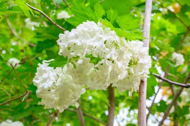 Çiçek açan bahar çiçekleri. Büyük, güzel, beyaz Viburnum opulus Roseum (Boule de Neige) topları. Beyaz Guelder Rose veya Viburnum opulus sterilis, Kartopu Bush, Avrupa Kartopu.