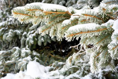 Gün batımında karla kaplı çam ağacı dalları ve kışın buz sisi..