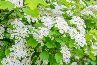 Çiçek açan bahar çiçekleri. Lobularia maritima çiçekleri (Alyssum maritimum, Sweet Alyssum, Sweet Alison), Brassicaceae familyasından bir bitki türü..