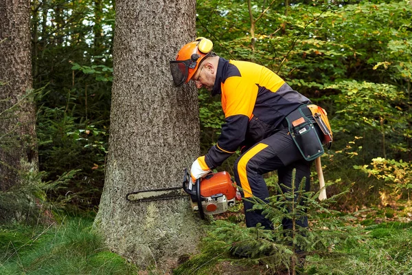 带防护服和链锯的专业伐木工在森林中工作 — 图库照片