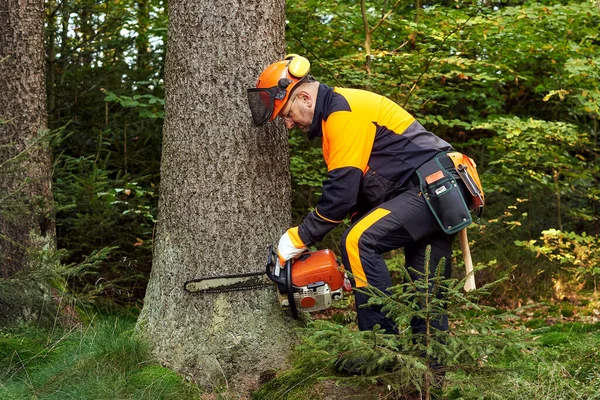 Leñador Profesional Con Ropa Trabajo Protectora Motosierra Trabajando Bosque — Foto de Stock