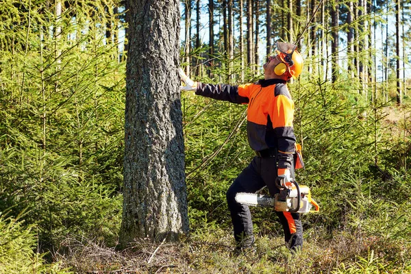 Leñador Profesional Con Ropa Trabajo Protectora Motosierra Trabajando Bosque —  Fotos de Stock