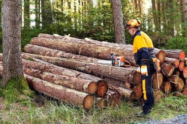 Professional lumberjack with protective workwear and chainsaw working in a forest clipart