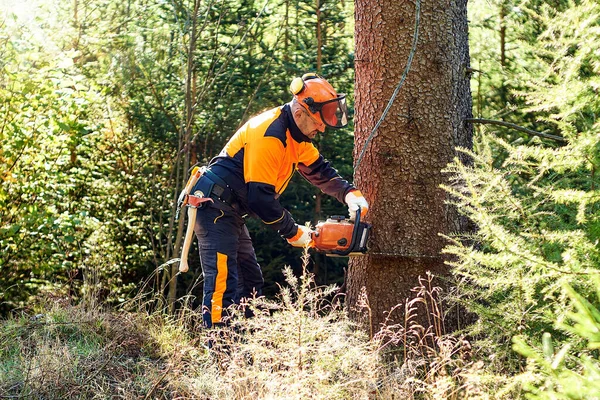 Επαγγελματικός Ξυλοκόπος Προστατευτικά Ενδύματα Εργασίας Και Αλυσοπρίονο Που Λειτουργεί Δάσος — Φωτογραφία Αρχείου