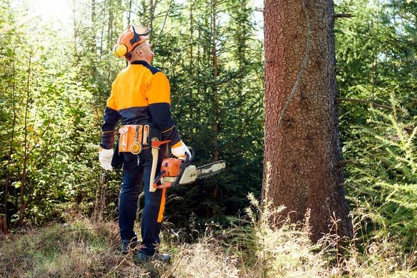 Lenhador Profissional Com Vestuário Trabalho Proteção Motosserra Trabalhando Uma Floresta — Fotografia de Stock