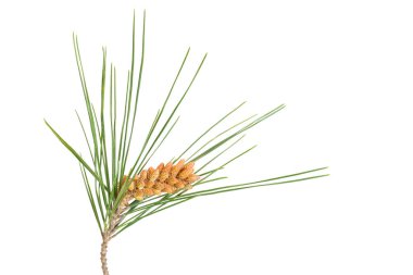 Güzel bir çam dalı, beyaz arka planda izole edilmiş genç bir koni.