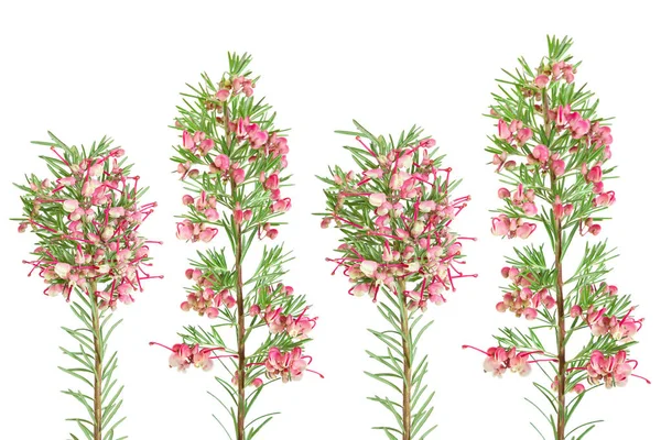 Belos Ramos Arbusto Com Flores Alecrim Grevillea Grevillea Rosmarinifolia Isolado — Fotografia de Stock