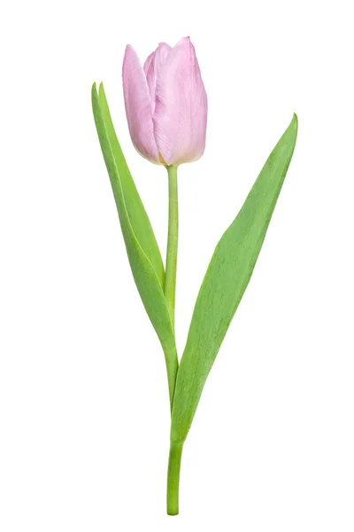 Bela Uma Tulipa Rosa Com Uma Folha Isolada Fundo Branco — Fotografia de Stock