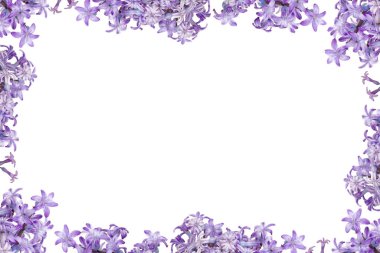 Hyacinthus Orientalis çiçeklerinden güzel bir çiçek çerçevesi beyaz bir arkaplanda izole edilmiş..