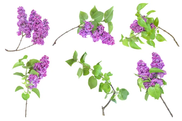 Set Der Blühenden Syringa Vulgaris Flieder Isoliert Auf Weißem Hintergrund Stockbild