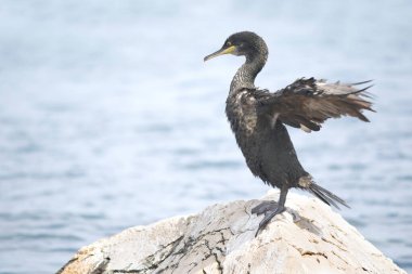 Hırvatistan 'da Avrupa' da sevişme ya da sıradan sevişme (Phalacrocorax aristotelis) 