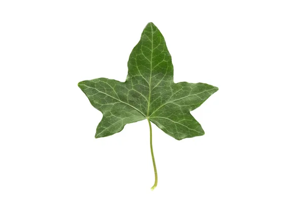 Satu Lembar Hijau Dari Common Ivy Hedera Helix Terisolasi Pada — Stok Foto