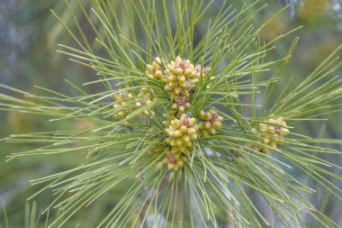 Bahçesinde genç koniler olan güzel bir çam dalı..