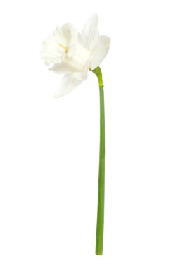 Güzel beyaz narsisli çiçek beyaz bir arka planda izole. 