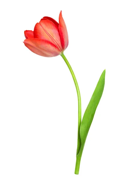 Bela Uma Tulipa Vermelha Com Uma Folha Isolada Fundo Branco — Fotografia de Stock
