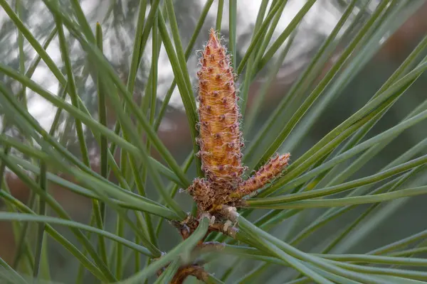 Indah Pohon Pinus Dengan Kerucut Muda Taman — Stok Foto