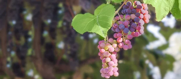 Uvas Vermelhas Orgânicas Frescas Amadurecem Ramificação Conceito Alimentar Fundo Agrícola — Fotografia de Stock