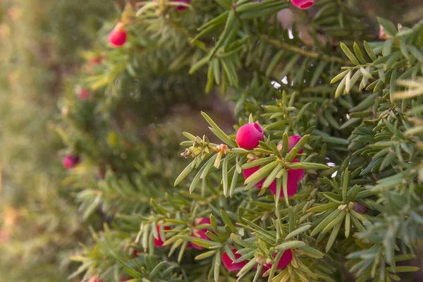 Taxus Baccata Yew Eropa Yew Inggris Dengan Buah Berry Matang — Stok Foto