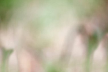 Bahçe içinde soyut bulanık doğal arkaplan. Bulanık ve odaksız etki. Tasarım için bahar ve yaz koncept. Pastel renkleri.