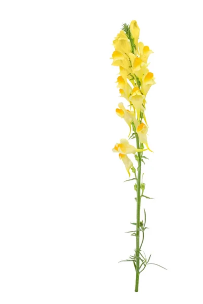Indah Linaria Vulgaris Tanaman Herbaceous Dengan Bunga Kuning Terisolasi Pada — Stok Foto