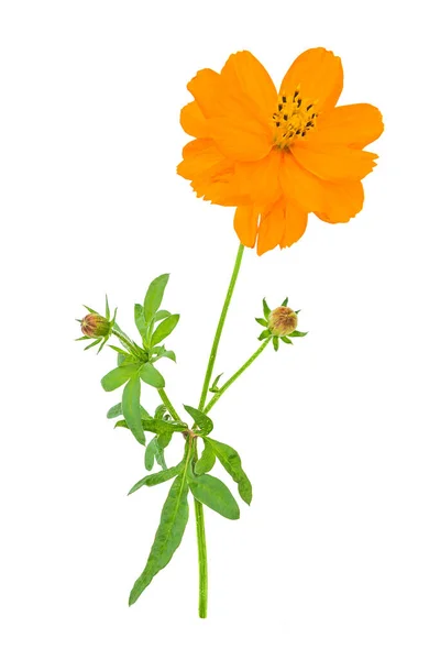 Close Beautiful Mexican Aster Cosmos Sulphureus Orange Buds Leaves Isolated — Stock Photo, Image