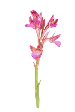 Orchis Papilionacea, Anacamptis Papilionacea - Kelebek Orkidesi, Avrupa 'dan izole edilmiş, Akdeniz türleri