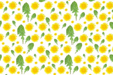 Soyut çiçek arkaplanı. Bitkilerden pürüzsüz desen, sarı yabani çiçek karahindiba, beyaz arka planda izole.