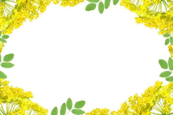 Květinový Rám Žlutými Květy Cypress Spurge Euphorbia Cyparissias Izolované Bílém — Stock fotografie