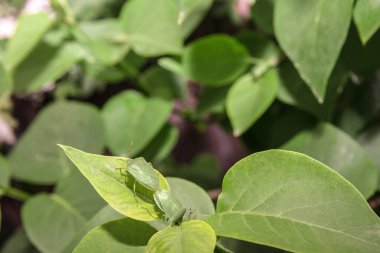 Yazın başında yeşil bir yaprak üzerinde çiftleşen iki yeşil böcek..