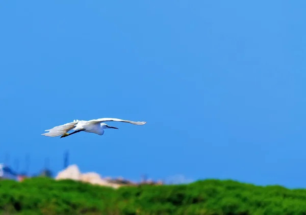 Egret voando sobre o verde — Fotografia de Stock