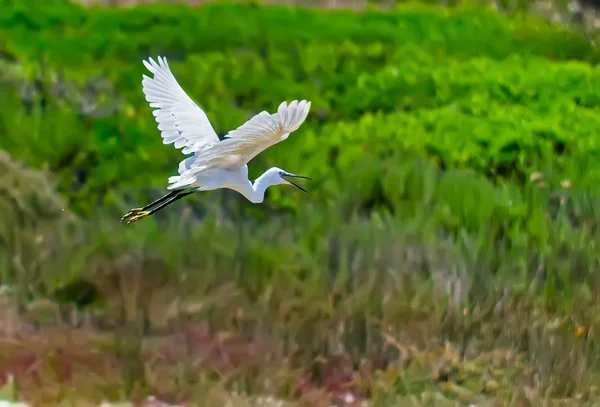 Aigrette et végétation — Photo