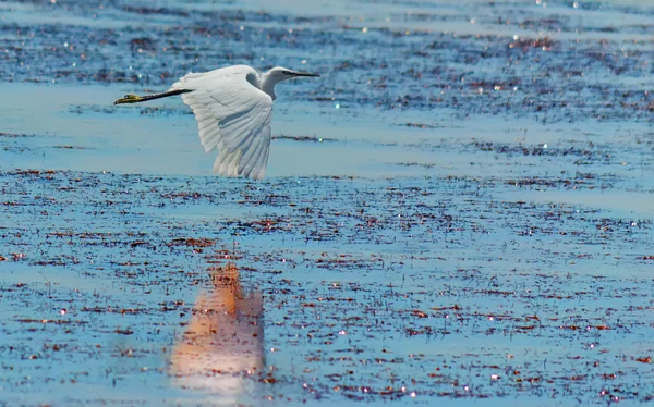 Garzetta sull'acqua — Foto Stock