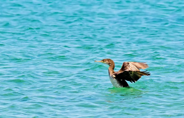 Corvo-marinho que parte — Fotografia de Stock