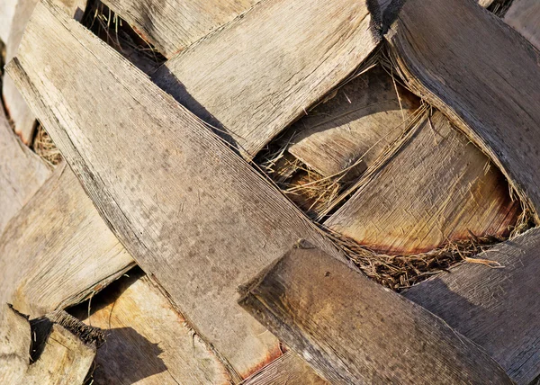 Palmiye ağaç kabuğu — Stok fotoğraf